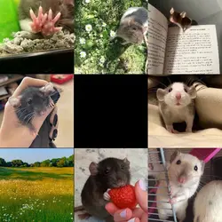 Rat
