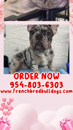 French bulldogs 