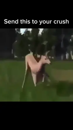 Dancing Deer
