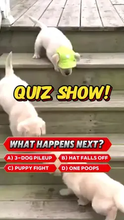 Quiz Show
