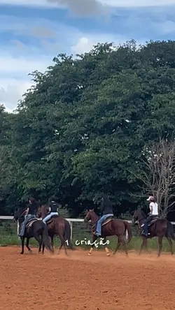 Eles são incríveis 