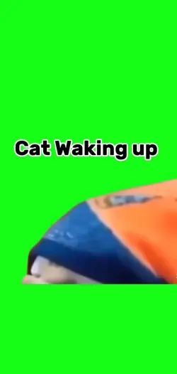 Cat waking u