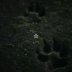 stars