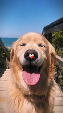 YOUR PET ❤️‍🩹