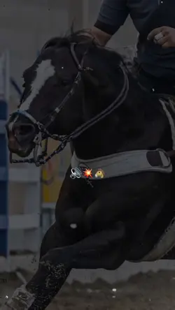 Ahh cavalo 🐴💥🔊