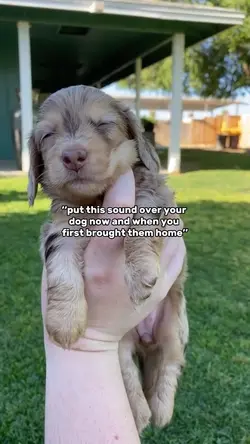 Dog puppy