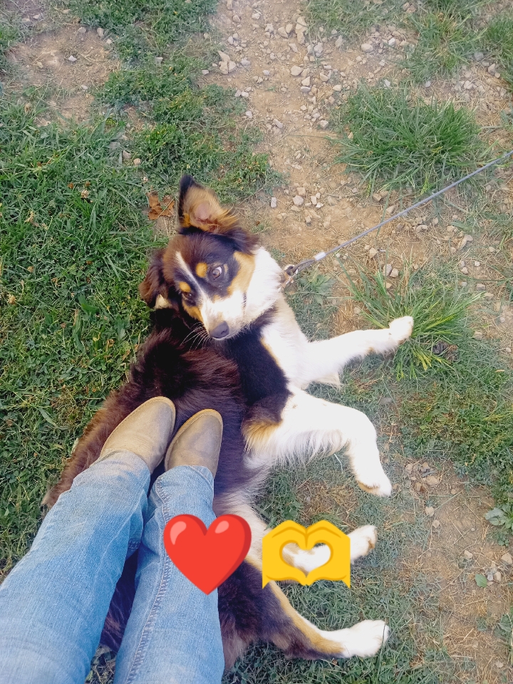 doggy edit 