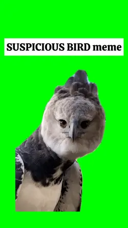 SUSPICIOUS BIRD