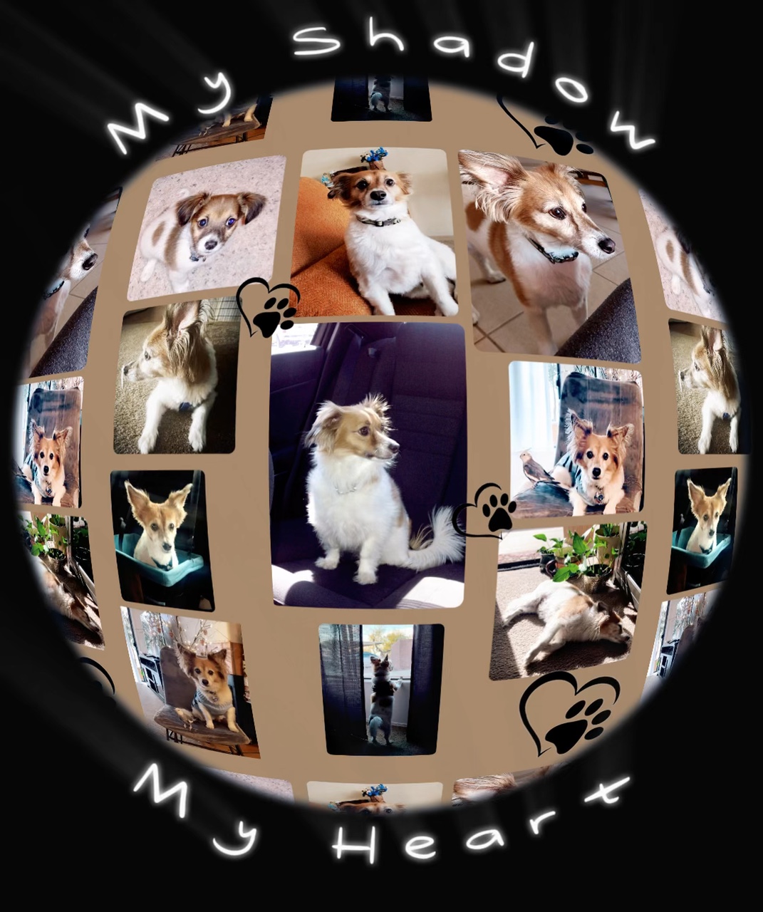 Pet 🐾 Template