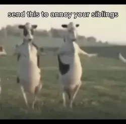 cows dancing edit