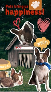 My Dog 