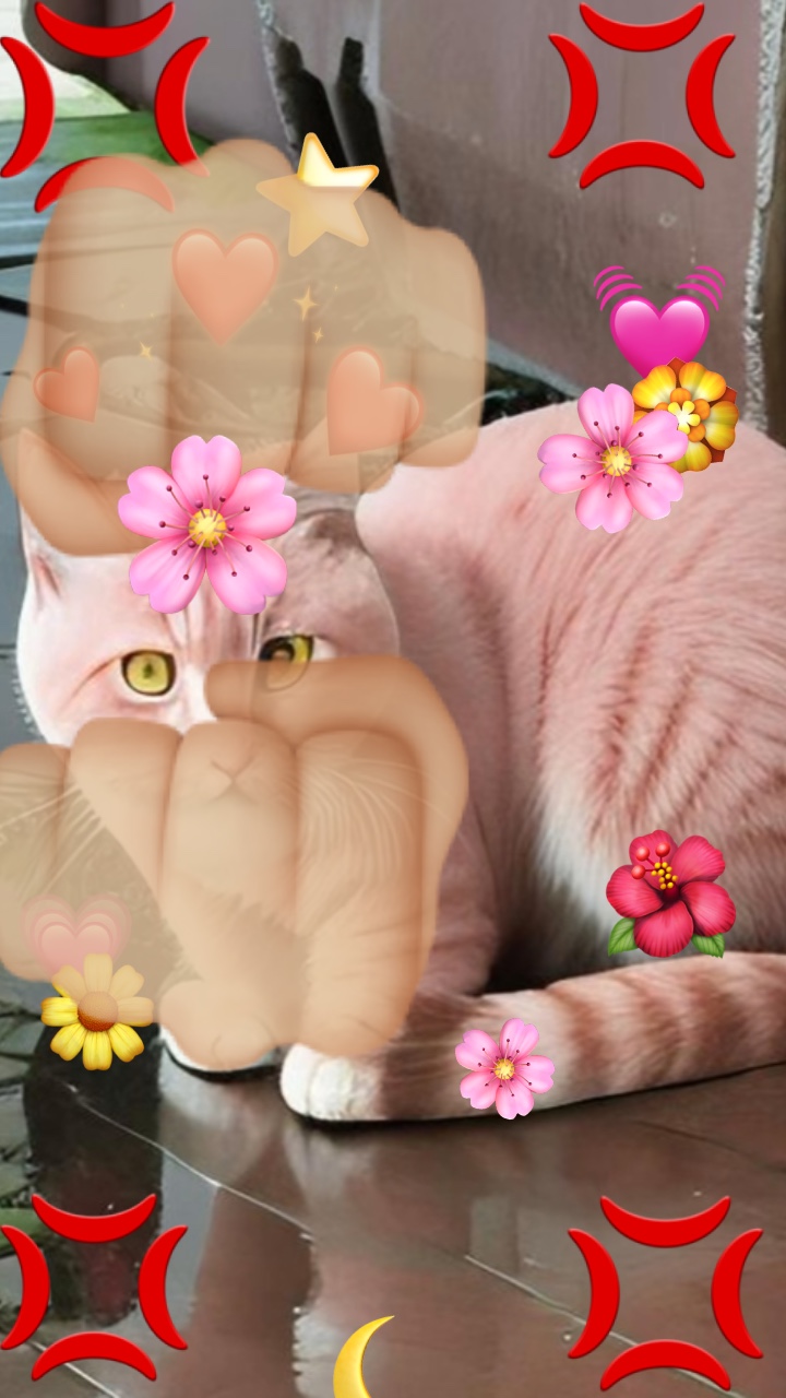Mi Mascota 