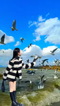 Feed Seagulls