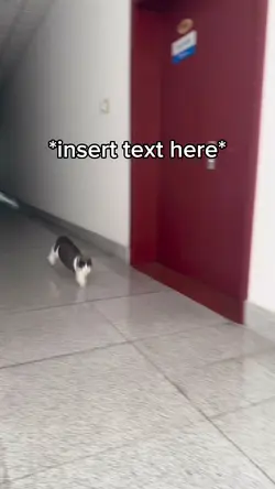 Cat Running Meme