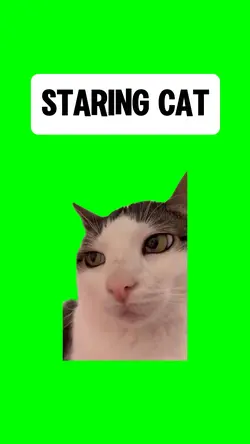 STARING CAT meme