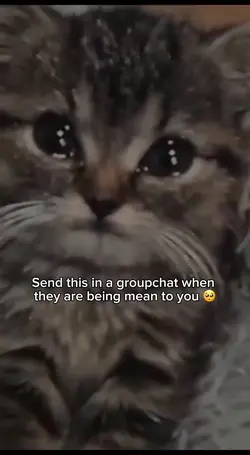 Sad cat
