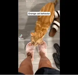 Orange cat
