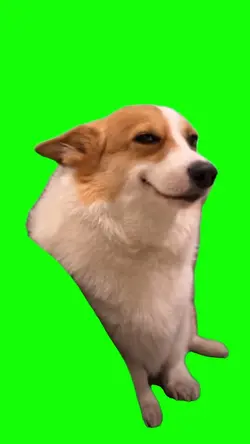 Dog Flirting 