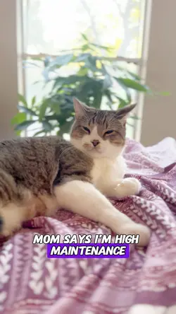 Cat’s Roast session 