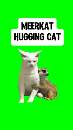MEERKAT HUGGING CAT