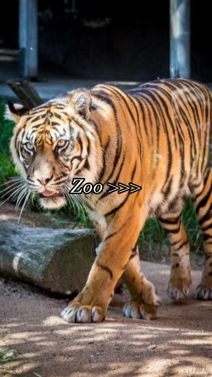 Zoo-Ästhetik 