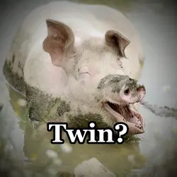 Pig twin