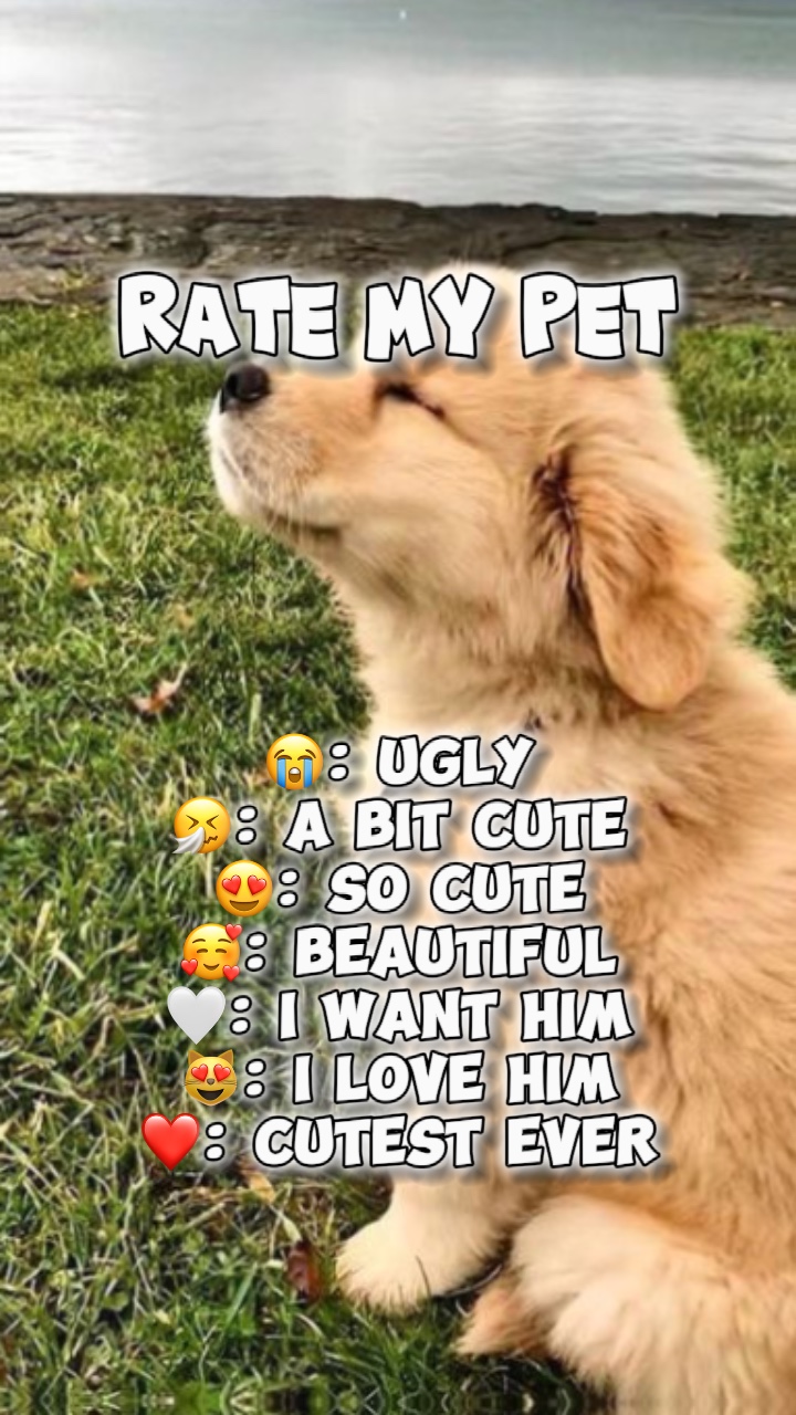 내 애완 동물을 평가🐕