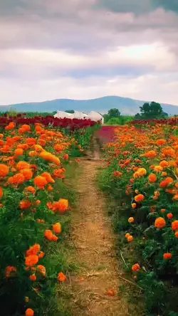 día de muertos 