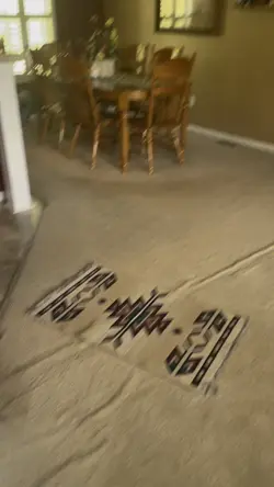 Funny dogs 