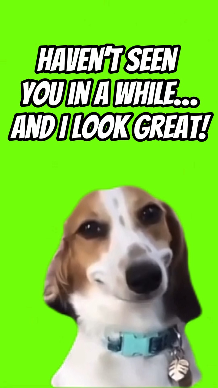 SMILING DOG 