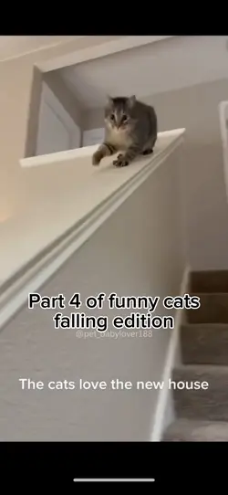 Funny cats falling๐คฃ