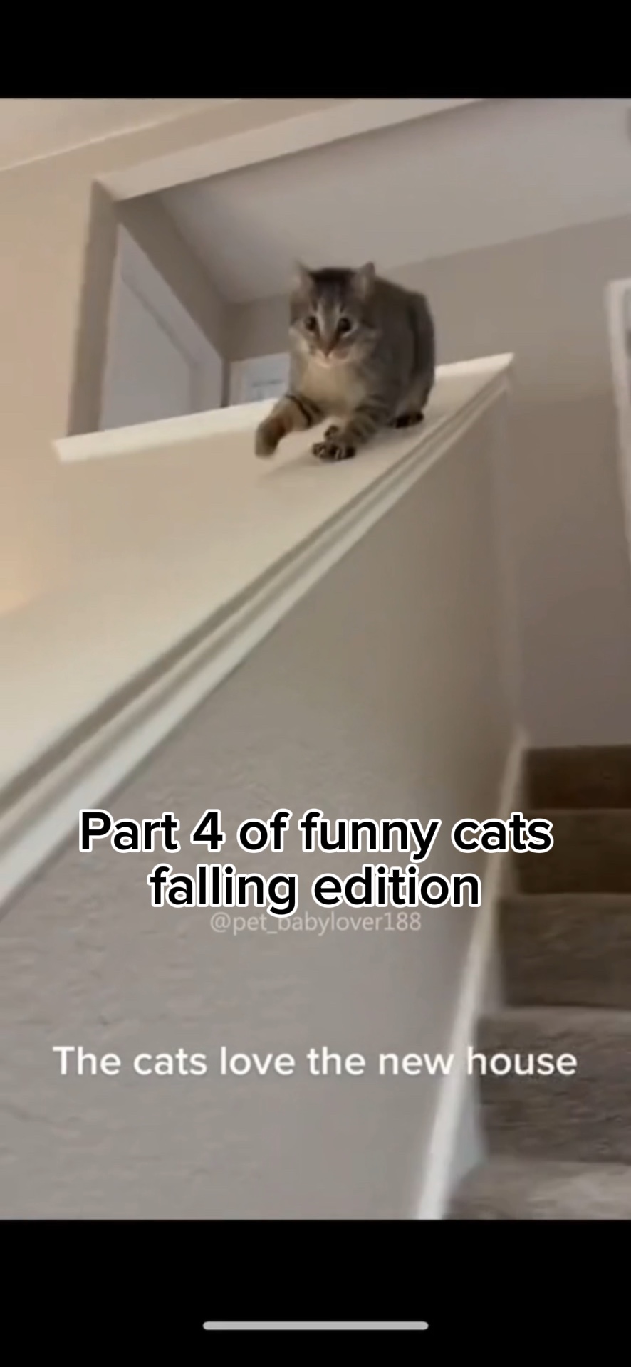 Funny cats falling🤣