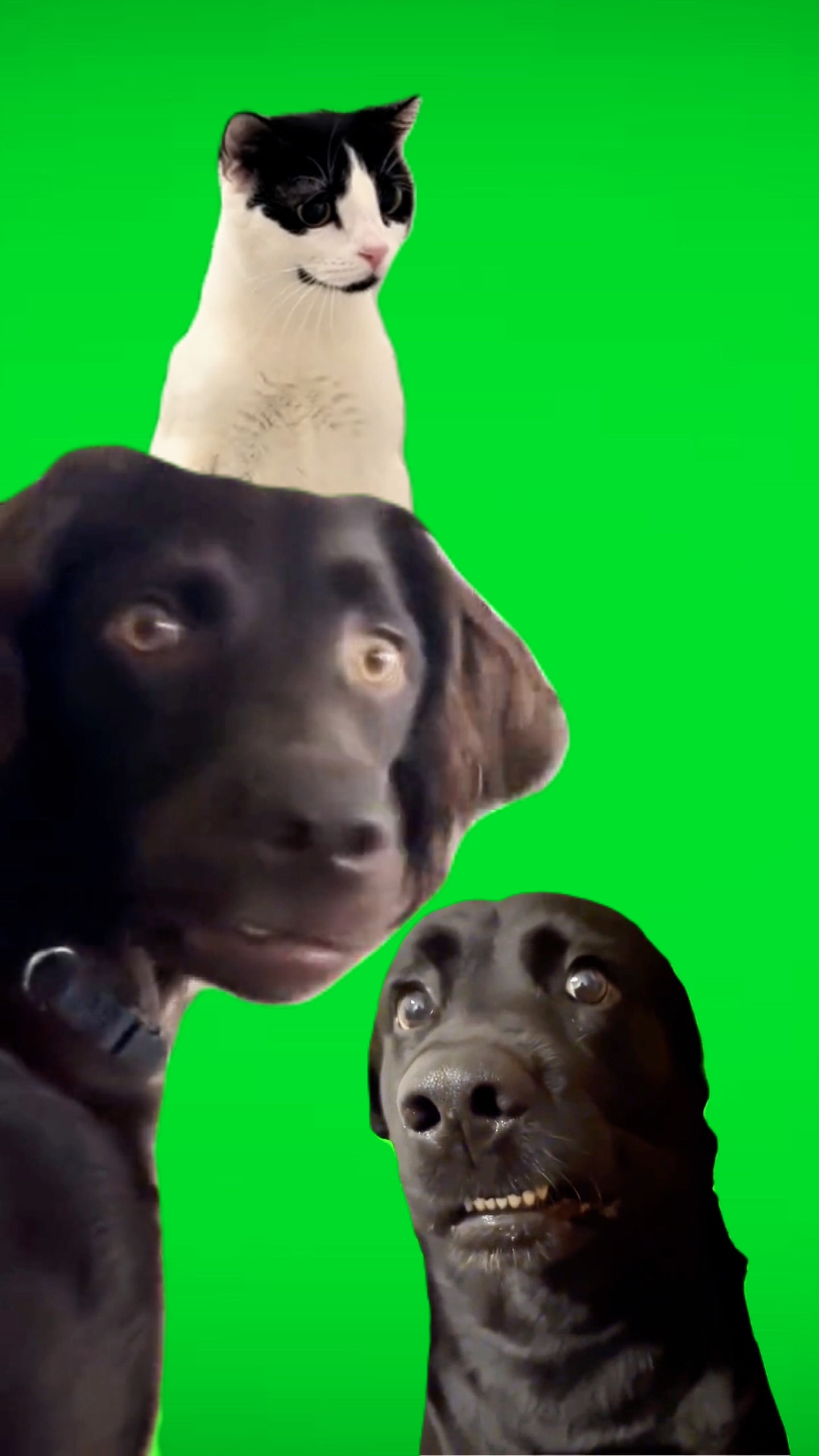 Awkward Animals 