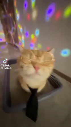 Cute kitty video!