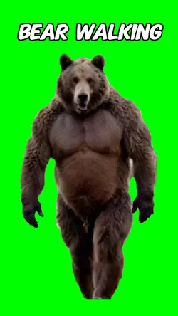 Bear walking 