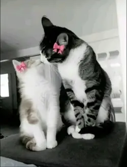 Rewrite the stars💕