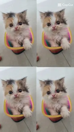 Veja qual cat ficou