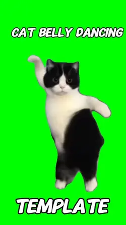 Cat belly dancing