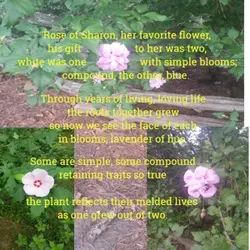 Rose of Sharon