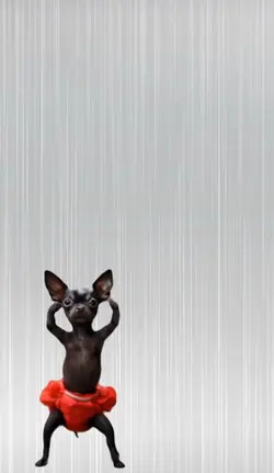Dog dance