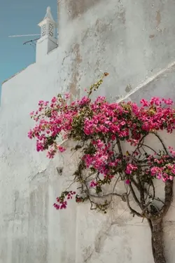 سوره الواقعه