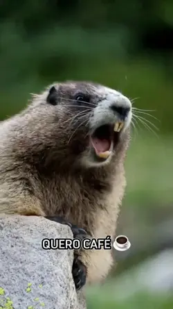 quero café| marmota 