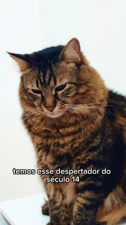 Trend de pets 