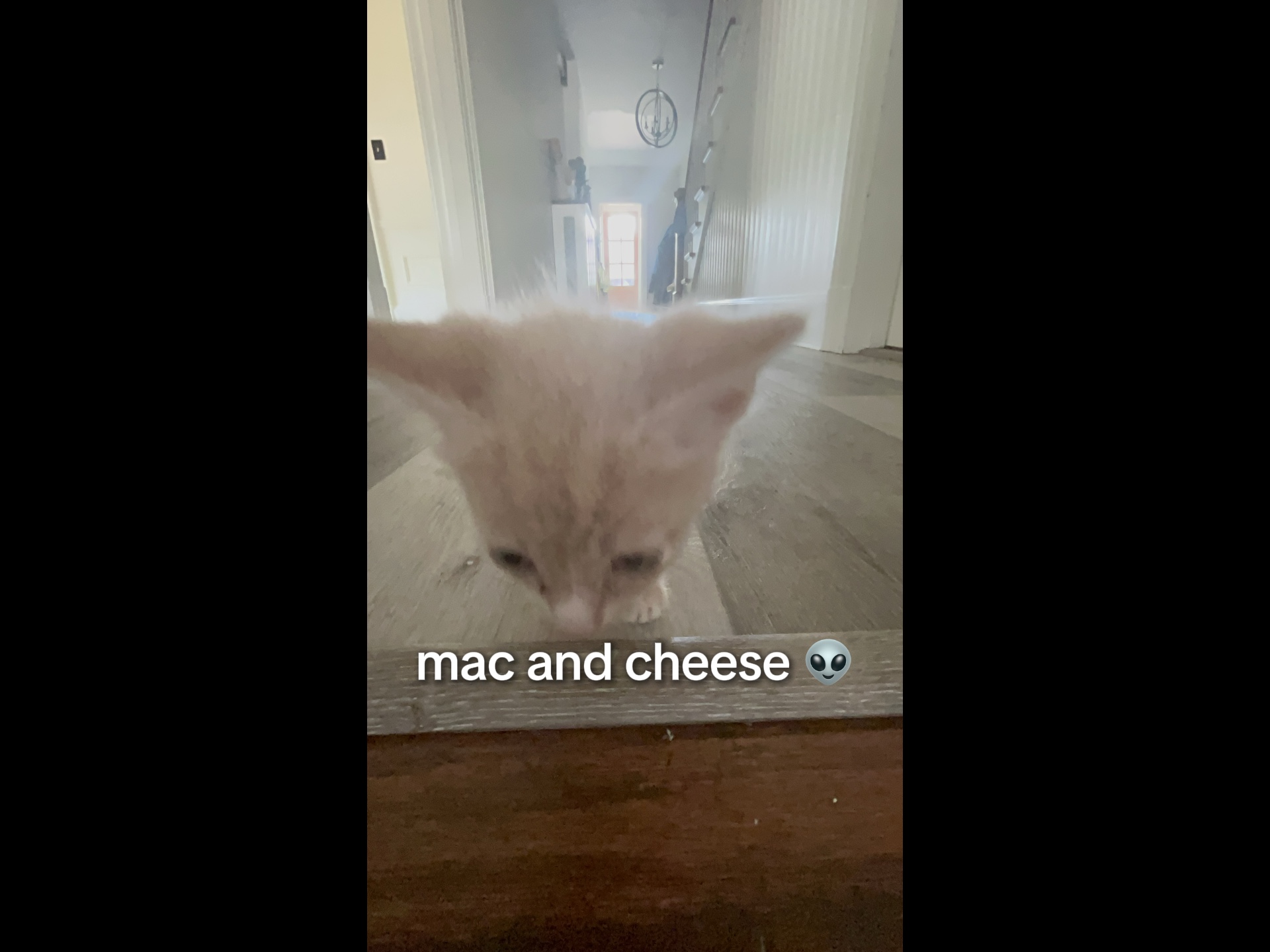 GATITO DE MAC Y QUESO