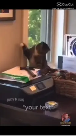 FUNNY CATS PT2