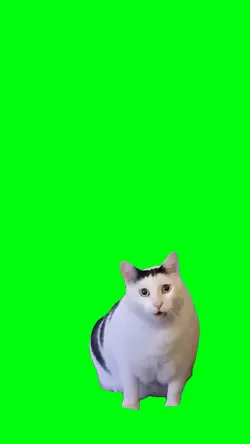 huh cat meme 🐈 