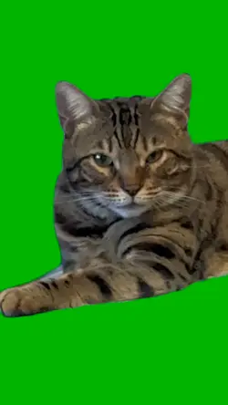 Cat green scree