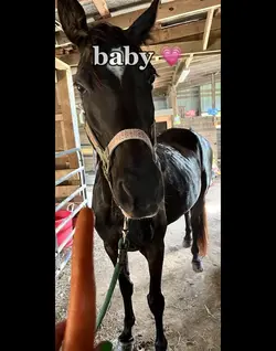 Beautiful horses🌸
