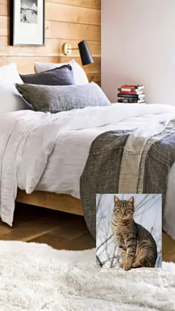 It’s a cat!