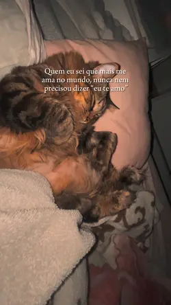 Meu pet meu amor